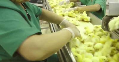 This Is What Happens To Chicken Before It Reaches Your Supermarket