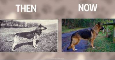 Popular Dog Breeds Before And After 100 Years Of Breeding