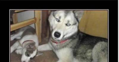 These Hilarious Animal Parenting Memes Will Make You Feel Like You're Not Alone