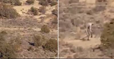 Mysterious &lsquo;Man-Like Creature&rsquo; Caught On Film Roaming Through Portuguese Desert