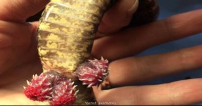 This Is How Snakes Reproduce. It's Pretty Freaky