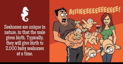 Funny Illustration: What Would Happen If Humans Gave Birth Like Other Species