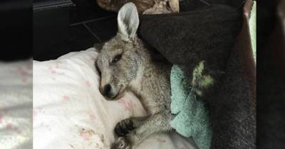 This Kangaroo Was Hit By A Car And Left To Die But Luckily Saved By A Good Family