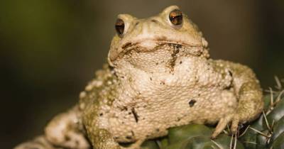 See What Happens When A Teen Decides To Lick A Toad To Get High