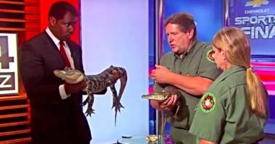 Alligator Freaks Out Reporter Creating A Hilarious Live TV Blooper