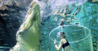 Girl Swims In Cage Beside 17 Foot Crocodile