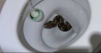 15 Horribly Weird Things That Were Once Found in Toilets