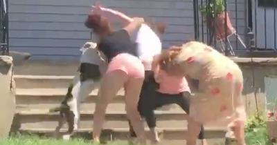 Fight Between Two Mothers And Their Daughters Takes A Wild Turn When Their Dogs Get Involved