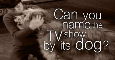 Can You Name The TV Show By Its Adorable Dog?