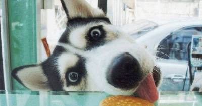 Pictures Showing The Wonderful Resourcefulness Of Huskies