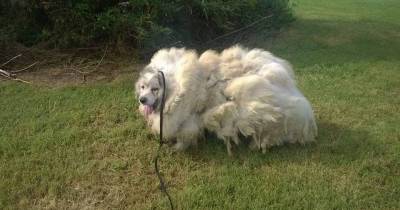 Rescue Dog Lost 35lbs Of Fur After His First Ever Haircut.
