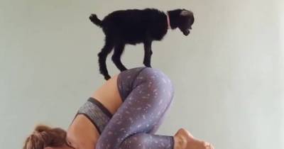 Goat Yoga Is Exactly What It Sounds Like, And We Can&rsquo;t Wait To Try It.