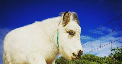Sweet Horse With Dwarfism Survives Both Abandonment And Deformed Feet