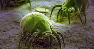 House Creatures Hiding Inside Your Bedroom