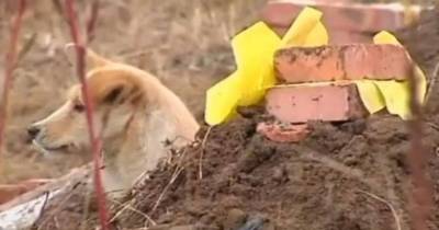 10 Of The Most Loyal Dogs In The World