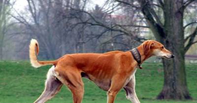 10 Of The Most Expensive Dog Breeds In The World
