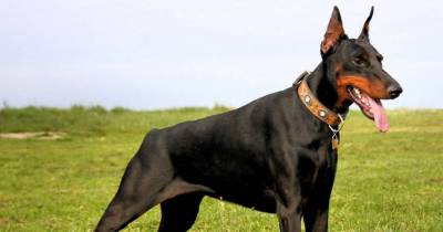 12 Dogs That Save Lives