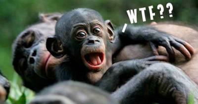 Animals With Mating Habits That Are Crazy AF