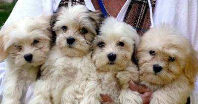 25 Longest-Living Dogs
