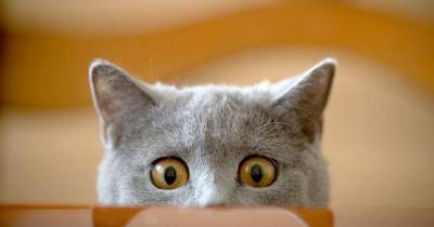 10 Things Cats Probably Think About While Staring