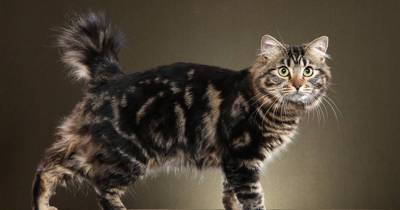 12 Reasons To Love The American Bobtail