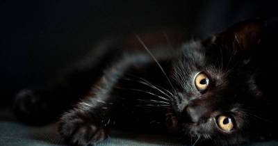 7 Ways Black Cats Bring Good Luck Around the World