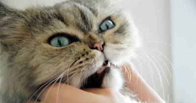 7 Reasons You Need To Take Your Cat To The Vet Regularly