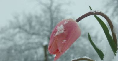Pretty Flowers And Shrubs For Winter