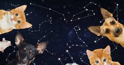 Which Pet Suits You According To Your Zodiac Sign