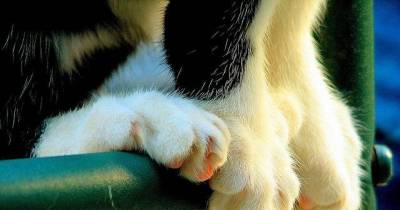 6 Adorable Cat Foot Positions That Destroy Me With Cute