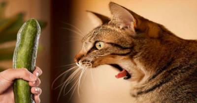 Unsuspecting Cats Get Completely Startled By Cucumbers