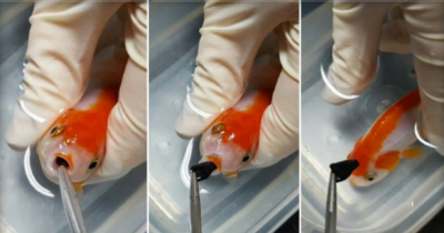 Woman Pays $500 To Save The Life Of A Goldfish