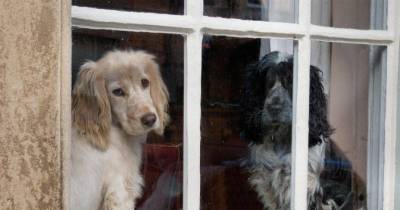 This Is How A Dog Feels When You Leave Him Home Alone