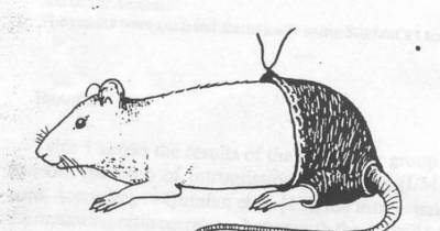 Scientist Who Put Trousers On A Rat Awarded Ig Nobel Prize