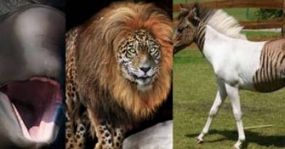 Hybrid Animals You Didn't Know Existed