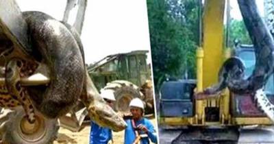 Workmen Find &lsquo;Largest Snake On Earth&rsquo; And It&rsquo;s Terrifying