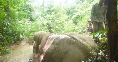 Elephants Are Being Skinned Alive For A Grotesque New Trade