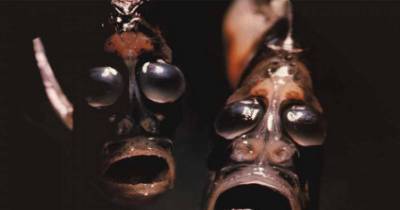The Creepiest Animals In The World Are Much Scarier Than Ghosts