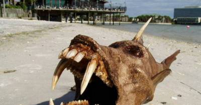 5 Weird Creatures That Shocked The World!