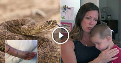 Pregnant Mom Risks Her Life By Sucking Rattlesnake Venom Out Of Son&rsquo;s Foot