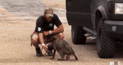 Heartbreak And Euphoria For Mama Dog And Her Pups