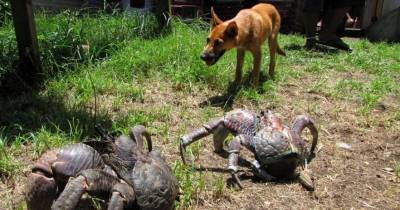 These 10 Wildlife Animals Will Give You Bad Dreams