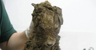 They Thought They Saved A Puppy, But They Didn&rsquo;t Expect To See This After They Cleaned Her Up