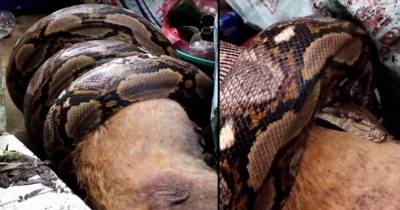 Dog Owner Shocked To See Her Dog In The Jaws Of A Large Python