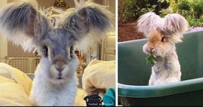 Meet Wally, The Bunny With The Biggest Wing-Like Ears