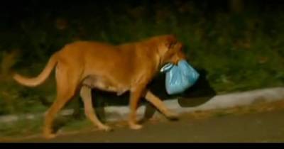 No, That&rsquo;s Not A Bag Of Trash. You&rsquo;ll Be Moved To Tears When You Discover What This Dog Is Carrying.