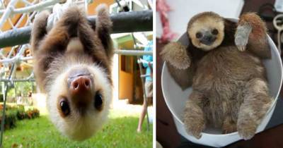 She Has Over 200 Sloths Living In Her Home