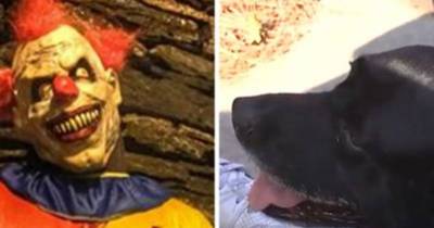 Hero Dog Protects Owner From Creepy Clown Attack