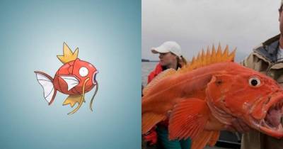 15 Pok&eacute;mon That Actually Exist In Real Life