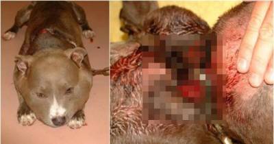 Swollen Pit Bull Pup Found With 6-Pound Chain Tightened Around Neck